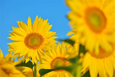 sunflower - Tournesol champ, Arnstein, Main-Spessart, Franconie, Bavière, Allemagne Photographie de stock - Premium Libres de Droits, Code: 600-06334490