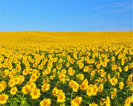 flower crop - Sunflower Field, Arnstein, Main-Spessart, Franconia, Bavaria, Germany Stock Photo - Premium Royalty-Free, Code: 600-06334491