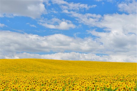 summertime country - Sunflower Field, Arnstein, Main-Spessart, Franconia, Bavaria, Germany Stock Photo - Premium Royalty-Free, Code: 600-06334492