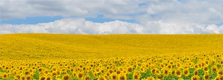 Tournesol champ, Arnstein, Main-Spessart, Franconie, Bavière, Allemagne Photographie de stock - Premium Libres de Droits, Code: 600-06334493