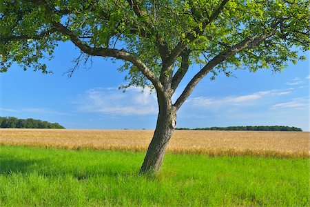 farms - Apple Tree, Arnstein, Main-Spessart, Franconie, Bavière, Allemagne Photographie de stock - Premium Libres de Droits, Code: 600-06334504