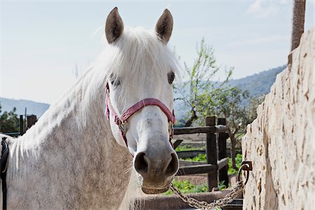 Portrait of Horse Outdoors Fotografie stock - Premium Royalty-Free, Codice: 600-06334594
