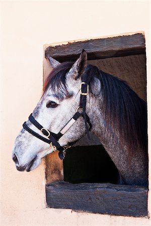 Horse Looking Out Stable Window Photographie de stock - Premium Libres de Droits, Code: 600-06334604