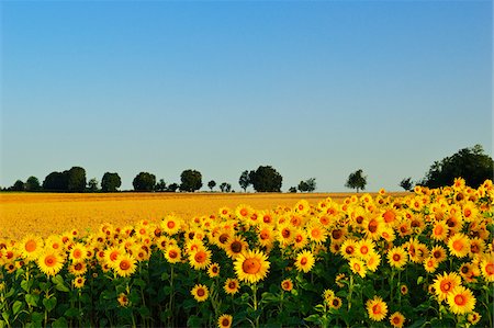 simsearch:600-06368318,k - Sunflowers, Black Forest, Schwarzwald-Baar, Baden-Wurttemberg, Germany Foto de stock - Royalty Free Premium, Número: 600-06368328