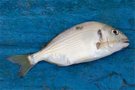 simsearch:600-06368357,k - Close-up of Fish, Morocco Stock Photo - Premium Royalty-Free, Code: 600-06368368