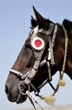 ronzal - Close-up of Horse, Meknes, Morocco Foto de stock - Sin royalties Premium, Código: 600-06368361