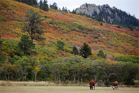 Texas Longhorns Grazing, Colorado, USA Foto de stock - Sin royalties Premium, Código: 600-06383696