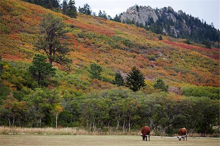 Texas Longhorns Grazing, Colorado, USA Stock Photo - Premium Royalty-Free, Code: 600-06383696