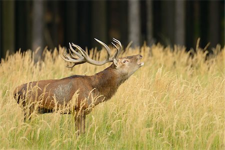 Rothirsch während der Brunftzeit, Niedersachsen, Deutschland Stockbilder - Premium RF Lizenzfrei, Bildnummer: 600-06383726