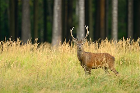 Red Deer, Saxony, Germany Foto de stock - Sin royalties Premium, Código: 600-06383727