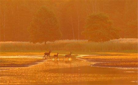 Red Deer Family, Biosphere Reserve, Upper Lusatia, Saxony, Germany Foto de stock - Sin royalties Premium, Código: 600-06383739
