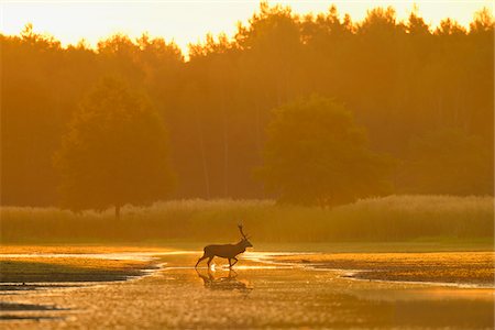 rothirsch - Red Deer, Biosphere Reserve, Upper Lusatia, Saxony, Germany Foto de stock - Sin royalties Premium, Código: 600-06383730