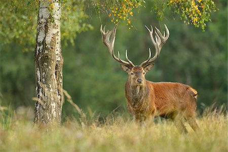 side view deer - Red Deer, Saxony, Germany Stock Photo - Premium Royalty-Free, Code: 600-06383731