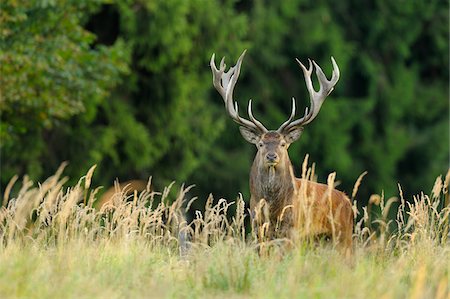 deer animal front view - Red Deer, Saxony, Germany Stock Photo - Premium Royalty-Free, Code: 600-06383732