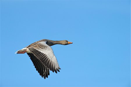 flight - Greylag Goose, Hesse, Germany Stock Photo - Premium Royalty-Free, Code: 600-06383749