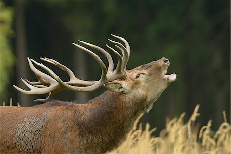 rutting stags - Red Deer During Rutting Season, Saxony, Germany Stock Photo - Premium Royalty-Free, Code: 600-06383742