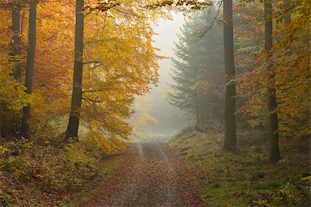 european dirt road - Path through Beech Forest in Autumn, Spessart, Bavaria, Germany Foto de stock - Sin royalties Premium, Código: 600-06397426