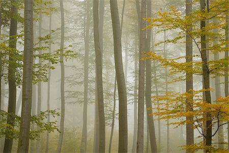Forêt de bouleaux dans la brume matinale à l'automne, Spessart, Bavière, Allemagne Photographie de stock - Premium Libres de Droits, Code: 600-06397428