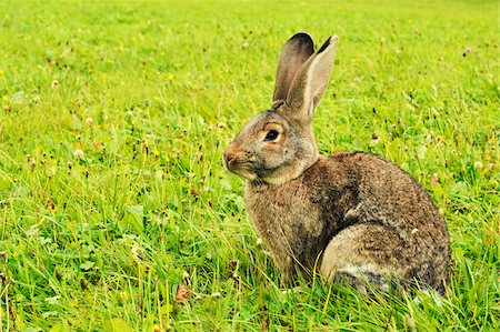 Domestic Rabbit on Grass, Black Forest, Schwarzwald-Baar, Baden-Wurttemberg, Germany Foto de stock - Sin royalties Premium, Código: 600-06397485