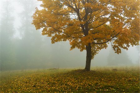 Maple Tree in Morning Fog, Swabian Alb, Baden-Wurttemberg, Germany Stock Photo - Premium Royalty-Free, Code: 600-06397488