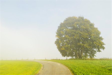 Brouillard de route et le matin, près de Breitenberg, Bavière, Allemagne Photographie de stock - Premium Libres de Droits, Code: 600-06397483
