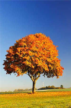 Maple Tree, Baden-Wurttemberg, Germany Stock Photo - Premium Royalty-Free, Code: 600-06397497