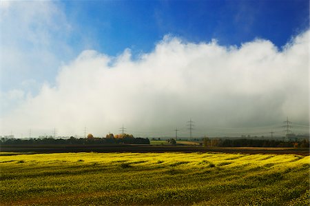 farm canola - Canola Field, Baden-Wurttemberg, Germany Foto de stock - Sin royalties Premium, Código: 600-06397499