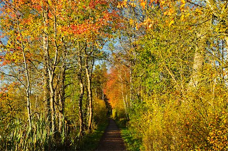 Schwenninger Moos, Villingen-Schwenningen, Schwarzwald-Baar, forêt noire, Bade-Wurtemberg, Allemagne Photographie de stock - Premium Libres de Droits, Code: 600-06397514