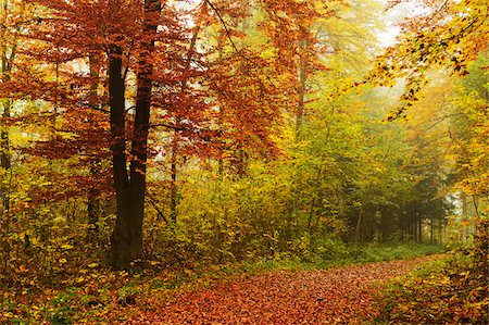 forest path - Neckar Valley, Schwarzwald-Baar, Baden-Wurttemberg, Germany Stock Photo - Premium Royalty-Free, Code: 600-06397538
