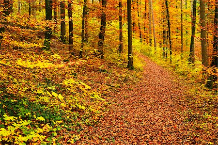 path fall tree - Neckar Valley, Schwarzwald-Baar, Baden-Wurttemberg, Germany Stock Photo - Premium Royalty-Free, Code: 600-06397533