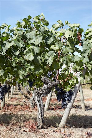 red grape - Grape Vine at Vineyard, Saint Emilion, Bordeaux Region, Gironde, Aquitaine, France Stock Photo - Premium Royalty-Free, Code: 600-06407698