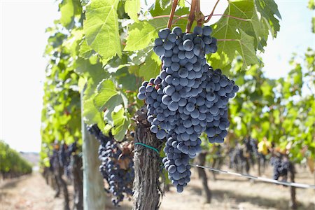 fruits grapes - Grape Vine at Vineyard, Saint Emilion, Bordeaux Region, Gironde, Aquitaine, France Stock Photo - Premium Royalty-Free, Code: 600-06407702