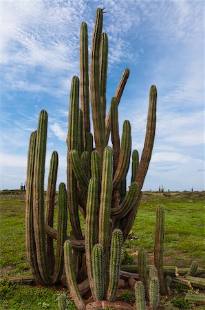 Cactus, Aruba, Lesser Antilles, Caribbean Foto de stock - Royalty Free Premium, Número: 600-06431252