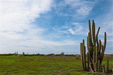plantas do deserto - Cactus, Aruba, Lesser Antilles, Caribbean Foto de stock - Royalty Free Premium, Número: 600-06431253