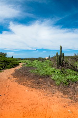 simsearch:600-06431258,k - Panoramique avec chemin d'accès et de Cactus, côte nord d'Aruba, Lesser Antilles, Caraïbes Photographie de stock - Premium Libres de Droits, Code: 600-06431260