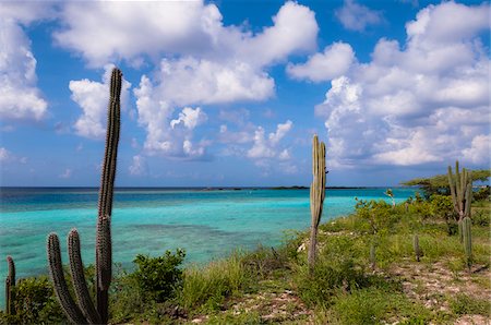 simsearch:600-06431291,k - Scenic with Cactus by Coast, Mangel Halto Beach, Aruba, Lesser Antilles, Caribbean Foto de stock - Royalty Free Premium, Número: 600-06431278