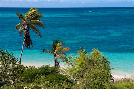 Palm Trees by Ocean, Rodgers Beach, Aruba, Lesser Antilles, Caribbean Stock Photo - Premium Royalty-Free, Code: 600-06431289