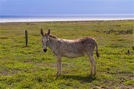 equus africanus asinus - Wild Donkey, Arikok National Park, Aruba, Netherlands Antilles, Caribbean Foto de stock - Sin royalties Premium, Código: 600-06431311