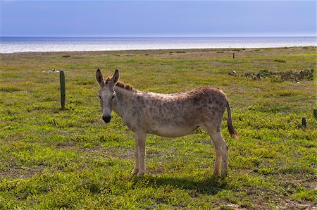 donkey image - Wild Donkey, Arikok National Park, Aruba, Netherlands Antilles, Caribbean Stock Photo - Premium Royalty-Free, Code: 600-06431311