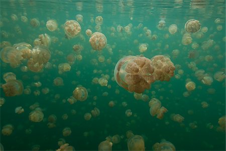 Large Group of Stingless Jellyfish (Ornate Cassiopeia) Underwater, close to the Surface, Palau, Micronesia Stock Photo - Premium Royalty-Free, Code: 600-06431488