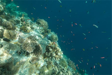 deep sea - Underwater View of Coral Reef with Small Fish Swimming nearby, Palau, Micronesia Stock Photo - Premium Royalty-Free, Code: 600-06431490