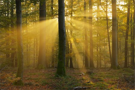 rayo de sol - Sunbeams through Beech Trees in Autumn with Morning Mist, Spessart, Bavaria, Germany Foto de stock - Sin royalties Premium, Código: 600-06471316