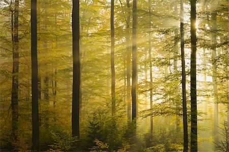 deciduous - Sunbeams through Beech Forest with Morning Mist in Autumn, Spessart, Bavaria, Germany Photographie de stock - Premium Libres de Droits, Code: 600-06471319