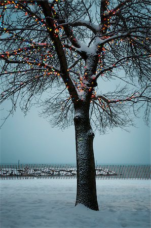 Bare Tree adorned with Christmas Lights on Boardwalk, Toronto, Ontario, Canada Stock Photo - Premium Royalty-Free, Code: 600-06486292