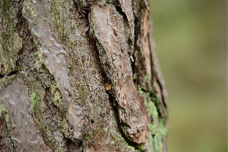 Close-up of Scots Pine (Pinus sylvestris) Tree Trunk, Neumarkt, Upper Palatinate, Bavaria, Germany Stock Photo - Premium Royalty-Free, Code: 600-06486304