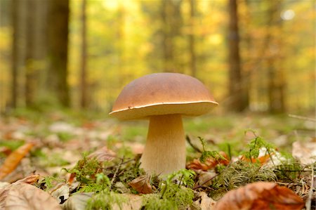 shallow depth of field - Close-up of Penny Bun (Boletus edulis) on Forest Floor in Autumn, Neumarkt, Upper Palatinate, Bavaria, Germany Photographie de stock - Premium Libres de Droits, Code: 600-06486307