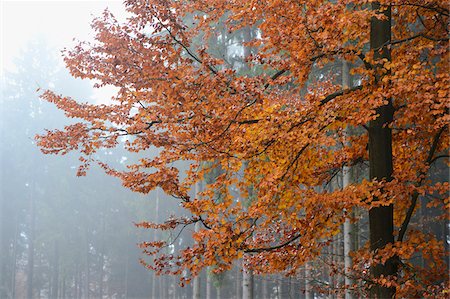 feuilles d'automne - European Beech (Fagus sylvatica) Forest in Autumn, Upper Palatinate, Bavaria, Germany Photographie de stock - Premium Libres de Droits, Code: 600-06486301