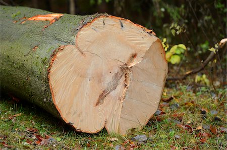 sección transversal - European Beech (Fagus sylvatica) Tree cut in Forest, Upper Palatinate, Bavaria, Germany Foto de stock - Sin royalties Premium, Código: 600-06486302