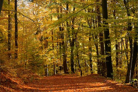 Trail through European Beech (Fagus sylvatica) Forest in Autumn, Upper Palatinate, Bavaria, Germany Foto de stock - Sin royalties Premium, Código: 600-06486316