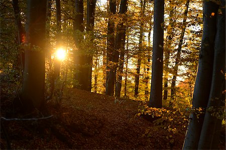 fagus sylvatica - Sun through European Beech (Fagus sylvatica) Forest in Autumn, Upper Palatinate, Bavaria, Germany Photographie de stock - Premium Libres de Droits, Code: 600-06486319